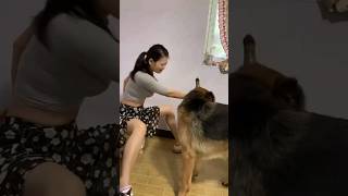 Dog fighting 🤪 smartpet funny funnydog [upl. by Anilah783]