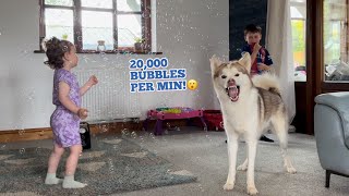 20000 Bubbles Per Min😮 Husky amp Babies Reaction [upl. by Haraf]