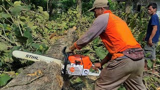 Chainsaw STIHL MS 881 First Cut  Cut the Teak Tree [upl. by Brandon]