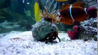 Рак отшельник и актиния Мой аквариум Hermit crab and anemone [upl. by Shah]