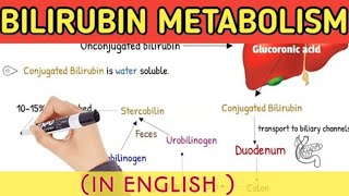 Bilirubin metabolism simplifiedUnconugated amp conjugated BilirubinMetabolism amp ExcretionIn English [upl. by Attalie]