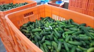 Our Gherkins FactoryVideo [upl. by Sherman]