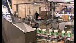 Processing Parmalat Milk at the Factory on eXpresso [upl. by Lilas]