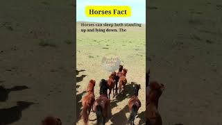 Shocking Horse Facts Exposed shortsfeed youtubeshorts viralshort AnimalHT2721 MikelFacts [upl. by Ecinev370]