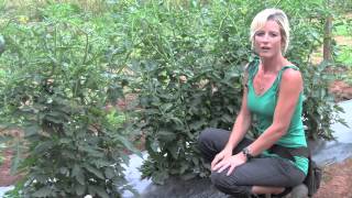 Pruning and Staking Tomatoes  Perfect Techniques [upl. by Nilrah]