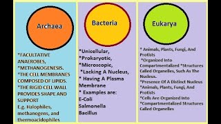 Difference between Archaea Bacteria and Eukarya [upl. by Yoo]