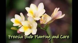 Freesia Flower Bulb planting and Care [upl. by Neelik148]