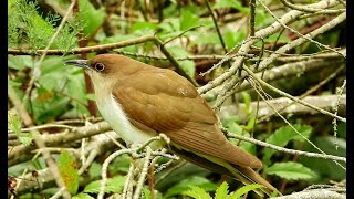 Cuckoos  Pat ONeil Video Bird IDs [upl. by Auod]