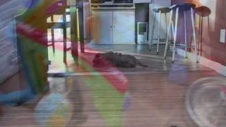 Australian Labradoodle Puppies Playing [upl. by Tomasz]