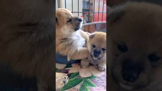 cute brown puppy barking 🐕 Beautiful puppy happy puppy barking trending viral cute [upl. by Nannerb]