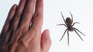 Wolf spider Lycosa grooming [upl. by Fiann385]