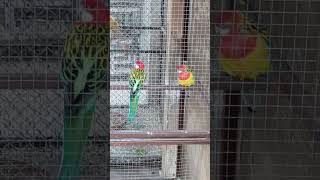 Eastern Rosella parrot breeder pair [upl. by Jp389]