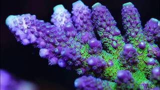 Spectacular 900 Gallon Reef of World Wide Corals 4K [upl. by Rettig]