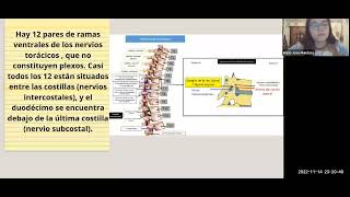 Nervios torácicos [upl. by Lefkowitz]