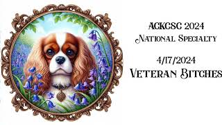 ACKCSC 2024 National Specialty 4172024 Veteran Bitches [upl. by Natalina]