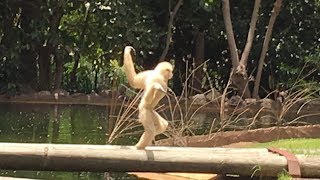 Gibbon Running Around  Very Funny  Palmitos Park July 2018 [upl. by Ssyla]