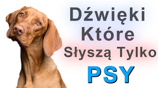 Dźwięki które słyszą tylko Psy [upl. by Fabri]