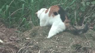 Katze bei der Jagd wildlife Pussy Cat during the hunt [upl. by Collie]