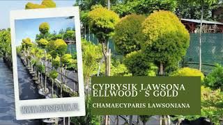 Cyprysik Lawsona ELLWOODS GOLD Chamaecyparis lawsoniana  prezentacja [upl. by Okin555]