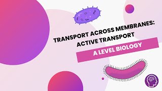 Transport Across Membranes Active Transport  A Level Biology  OCR AQA Edexcel [upl. by Camella]