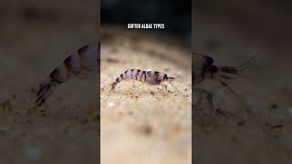 Purple Zebra Shrimp 🦐 What Algae Do These Freshwater Shrimp Eat [upl. by Dlaner]