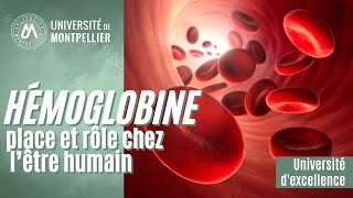 L’hémoglobine place et rôle chez l’être humain [upl. by Dacie]