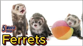 5 Weird Things  Ferrets Rats Yes or no [upl. by Lynch]