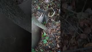 Stinker 1 s first cross bow buck [upl. by Sousa649]