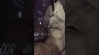 can i have my ipad back cat catlover furbaby britishshorthair catshorts [upl. by Priscella616]