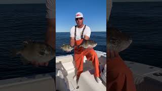 Grey Triggerfish  plus tautog and cod codfishing triggerfish tautog [upl. by Leif945]