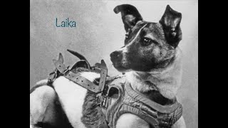 Laika the space dog [upl. by Acirea]