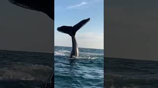 Whale Watching in Reykjavík Iceland  995 Sighting Success AprOct 2023 😍 iceland whales [upl. by Anglim]