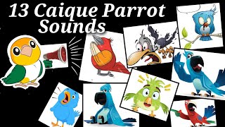 13 Caique Parrot Sounds and What does they mean by that  Caique Parrot Language  Caique Noices [upl. by Oicneserc]