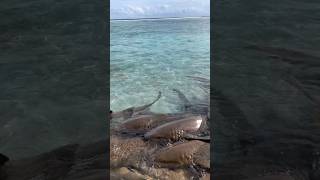 Sharks 😲🙄 shorts shark viral [upl. by Creamer]