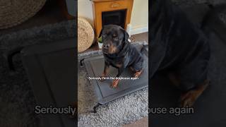 Silkins in the dog house 🏡🤣 dogs rottie rottweiler [upl. by Rockie760]