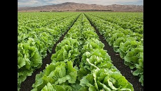 Harvesting Iceberg Lettuce [upl. by Treacy655]