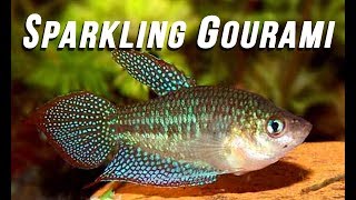 Species Spotlight  Sparkling Gourami [upl. by Sileray167]