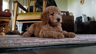 Talking goldendoodle [upl. by Elleinod]