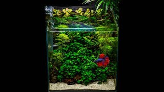 NANO TANK My Jungle style NANO AQUARIUM [upl. by Einej]