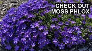 Plant Moss Phlox for a Dazzling Display 💜 [upl. by Stefa]