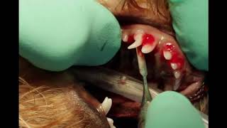 Deciduous Canine Extraction in a Dog [upl. by Sol]