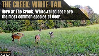 The Creek Arkansas Whitetailed Deer [upl. by Okihsoy]