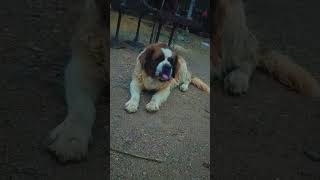 Saint Bernard dog saintbernard [upl. by Shawna]