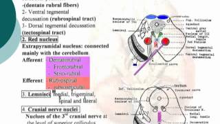 3 Tegmentum of midbrain د  احمد مصطفى كمال [upl. by Saito]