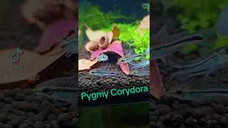 Pygmy corydoras pygmy corydoras plantedtank fish [upl. by Coombs]