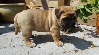 Bullmastiff puppies 5 weeks old [upl. by Bushweller]