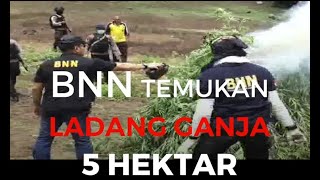 Terlihat Satelit BNN Temukan Ladang Ganja Lima Hektar [upl. by Marcoux823]