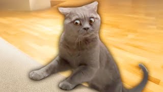 Best Cat Videos of the Decade [upl. by Odareg]