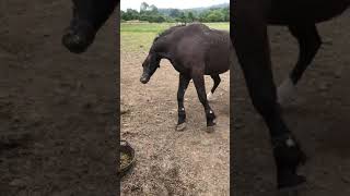 Case Study  Now Treated Horse Seizure  Equine Epilepsy  Neurological Episodes  Convulsions  UK [upl. by Anastos]