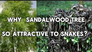 WHY SANDALWOOD TREE SO ATTRACTIVE TO SNAKES snake snakes snakevideo plants snakefacts [upl. by Latif]